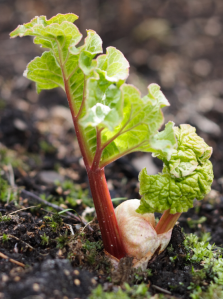 Photo by Miika Silfverberg - originally posted to Flickr as Young rhubarb